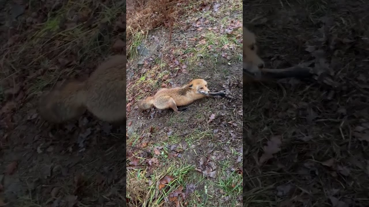 Big Male Red Fox Trapping Redfox Outdoors