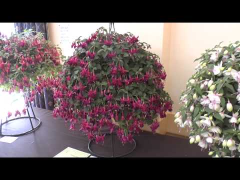 Βίντεο: Gartenmeister Fuchsia Care: Μάθετε για την καλλιέργεια Gartenmeister Fuchsias