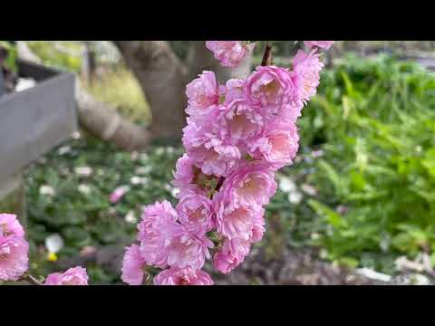 Video: Ornamental Almond Pruning - Kawm Thaum twg Thiab Yuav Ua Li Cas Prune A Flowering Almond