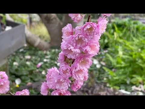 ઇકેબાના (生け花, 活け花) અને પુષ્પવિક્રેતાઓ દ્વારા ઉપયોગમાં લેવાતા વામન ફૂલવાળા બદામ/ચેરી પરનુસ ગ્લેન્ડ્યુલોસા