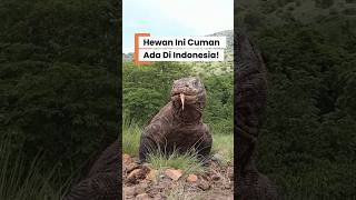 Kena Gigit Hewan Ini Garansi Pindah Alam? Cara Psikopat Komodo Dalam Berburu #factualguy