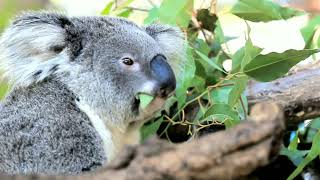 Why People Love To Cute Koala