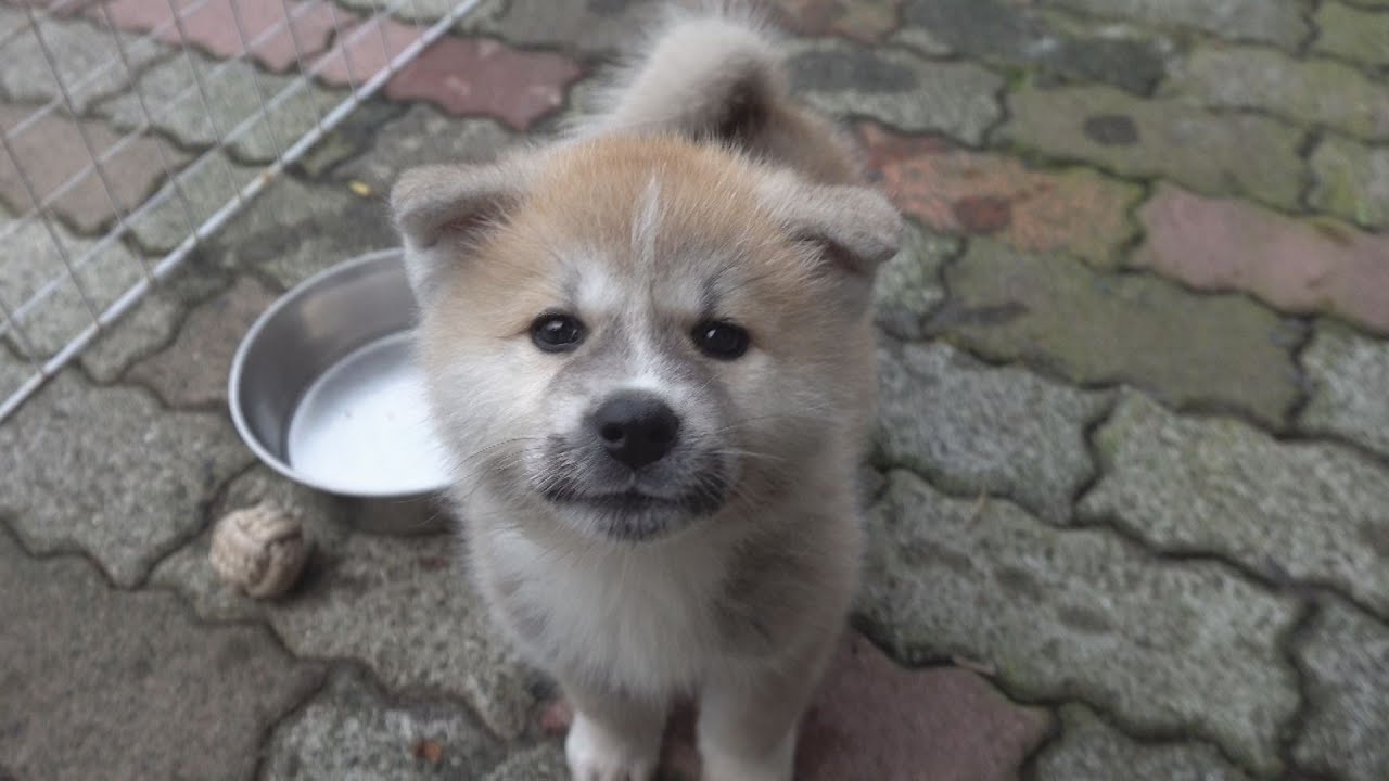 じいちゃんの秋田犬【子育て編】＃10　大きくなったな