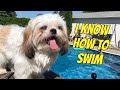Chase the shih tzu can swim  summer adventures