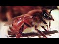 Популяция пчел # 5. Итальянская пчела. Пчелы бакфаст.