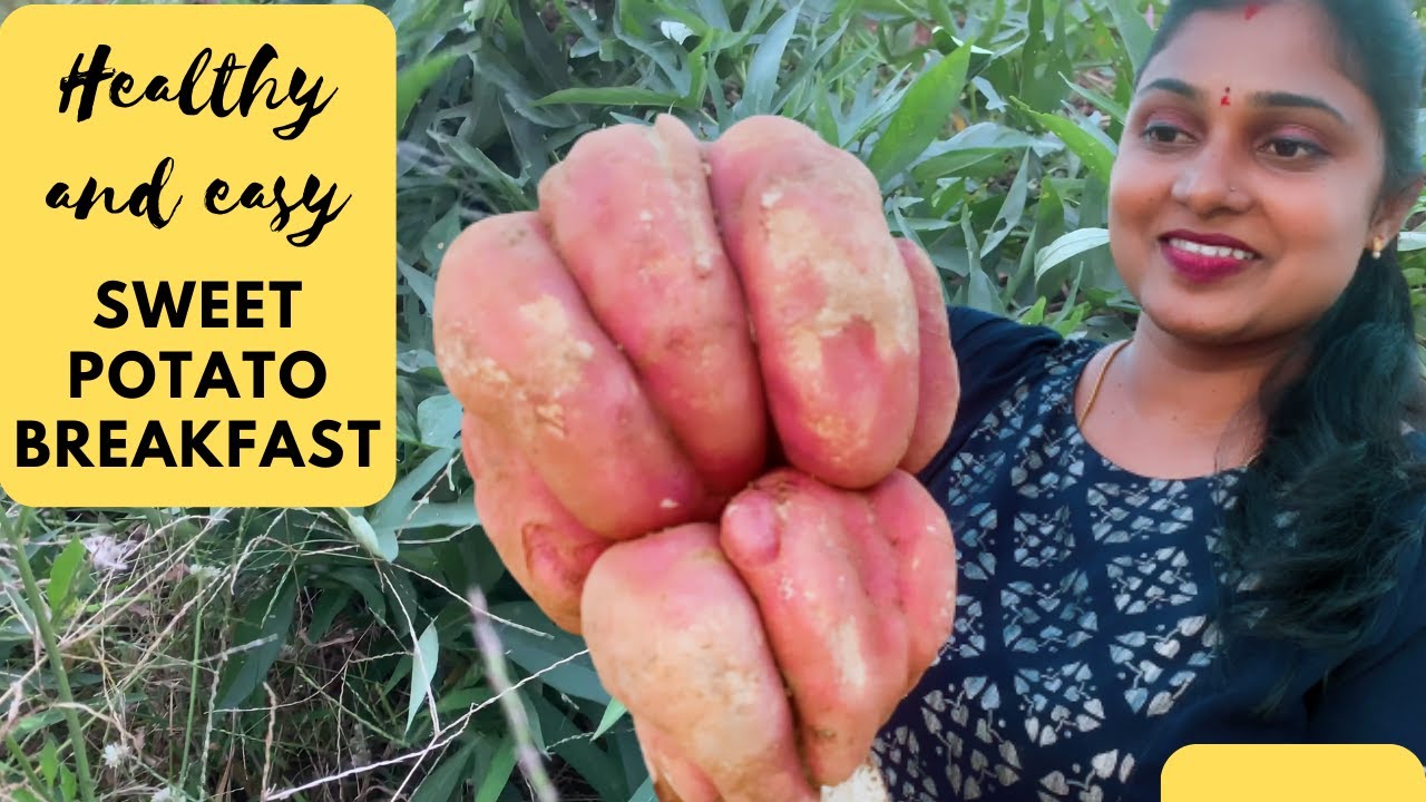 Healthy and easy sweet potato breakfast Sweet potato harvesting