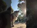 ボーダーコリーを飼う人へ、週5始まりました #わんだブログ #犬 #vlog #赤ちゃん #dog #cat #猫