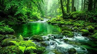 Symphony of Forest Ambience, Flowing Stream and Birds Singing, Calming Water Sound for ASMR