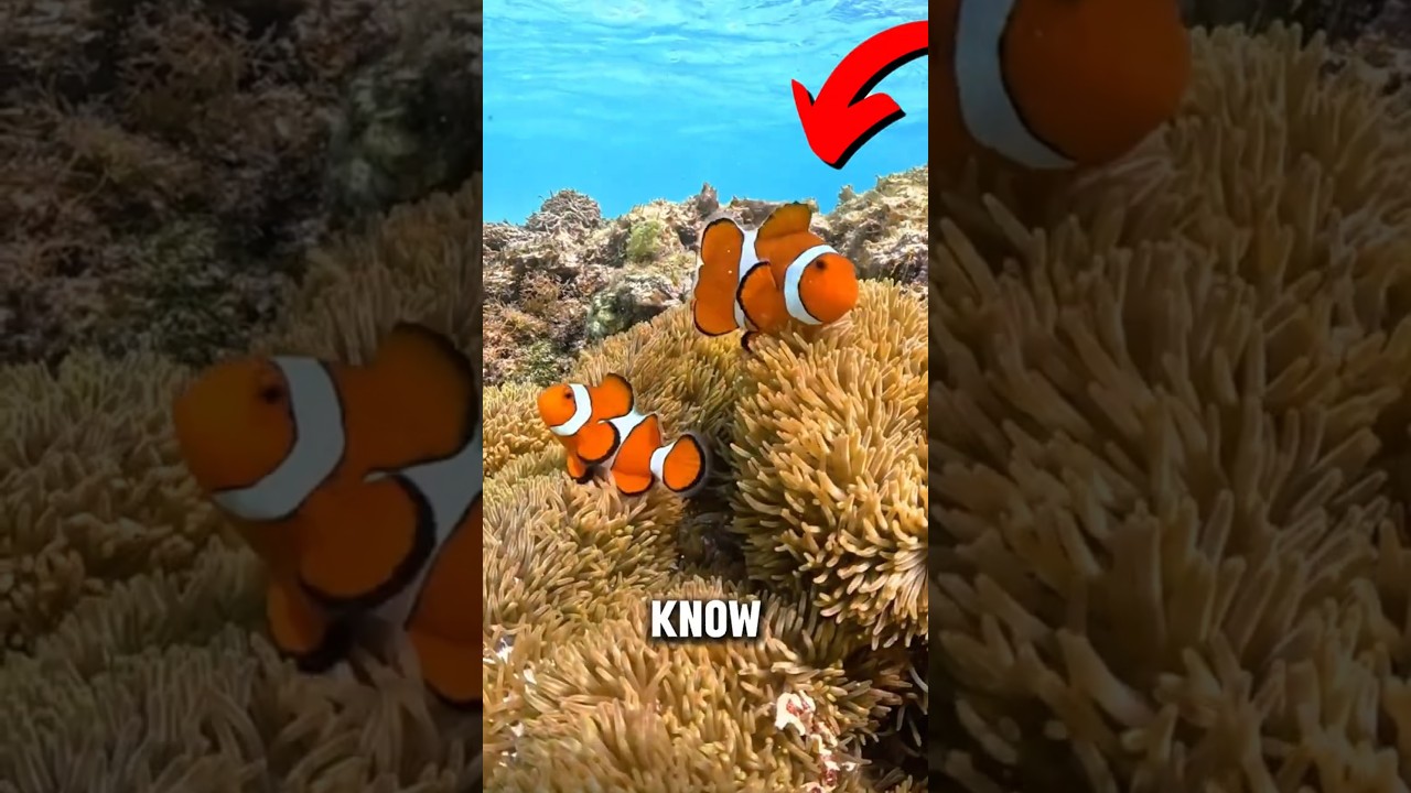 Clownfish Can Change From Boy to Girl Instantly! #cute #animals #shorts