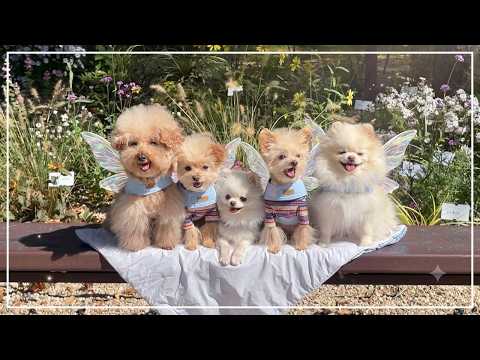 강아지들이랑 당일치기 요정의 숲 여행🐶🧚‍♀️🌿