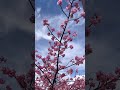 カモメが河津桜を愛でながら青い空に飛んでいる。あ〜春がきているなぁ❣️ #古希 #庭仕事 #河津桜#カモメ