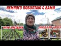 Жуки атаковали мою картошку | Поход в вет-аптеку | Поболтаем