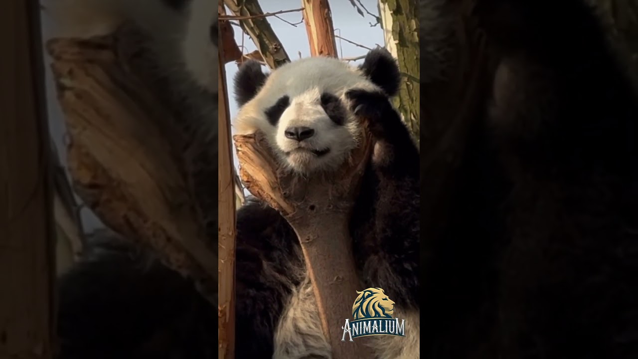 I think this panda needs a coffee to get moving        