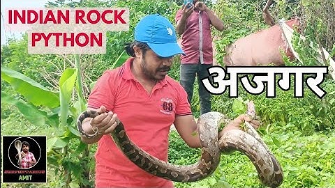 विशाल अजगर का आतंक|| Indian Rock Python Rescue|| Big Size Python Rescue Video|| Snake Rescue Video