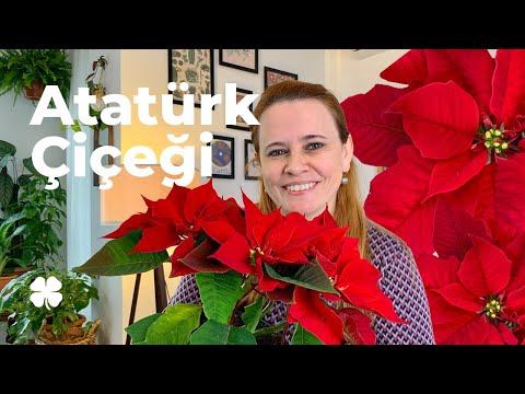 Video: Poinsettia Gübreleme - Poinsettia Bitkileri İçin Gübre Hakkında Bilgi Edinin