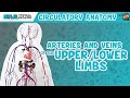 Circulatory System | Arteries & Veins of the Upper & Lower Limbs | Wire Man Model