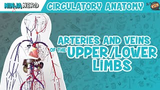 Circulatory System | Arteries & Veins of the Upper & Lower Limbs | Wire Man Model