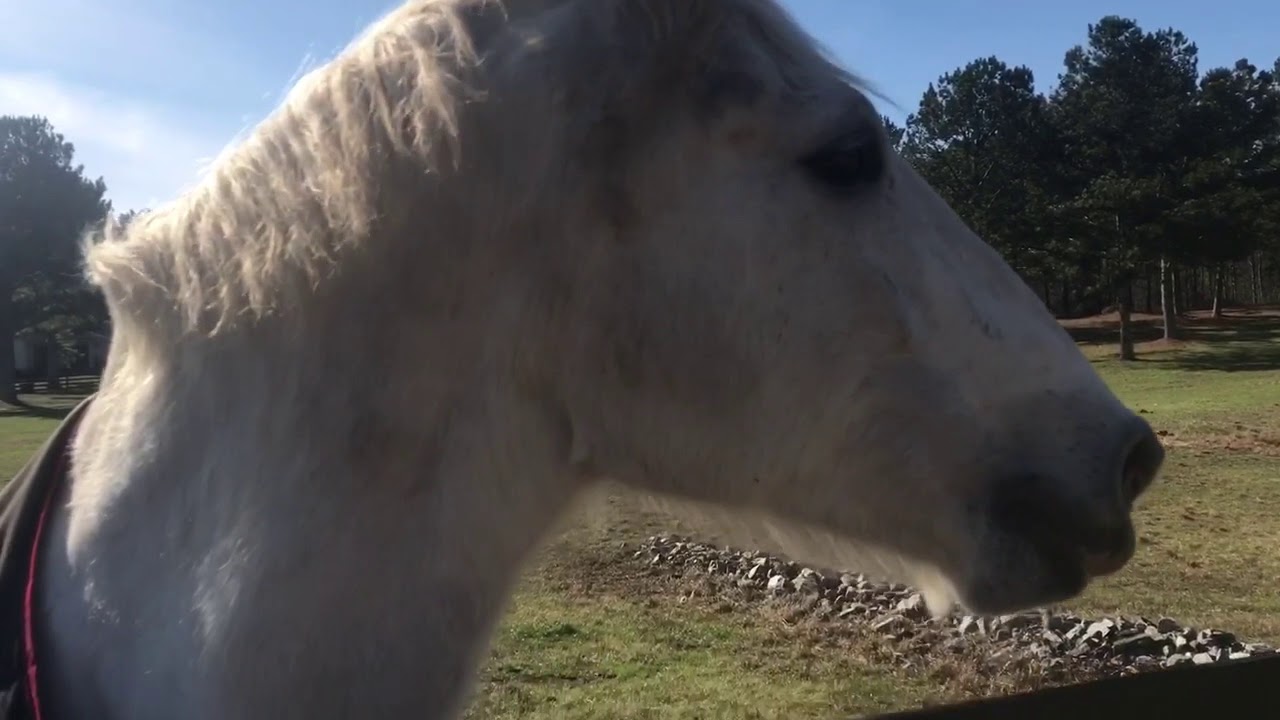 horse eats peppermint part 2 YouTube