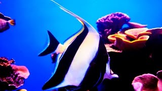 Zanclus cornutus (Moorish idol) [HD]