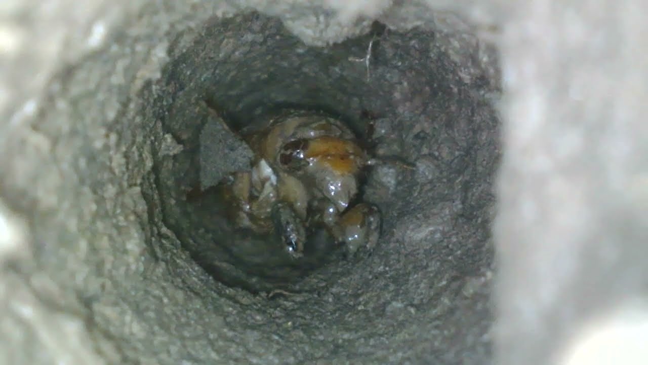 17 Year Cicada in its Tunnel