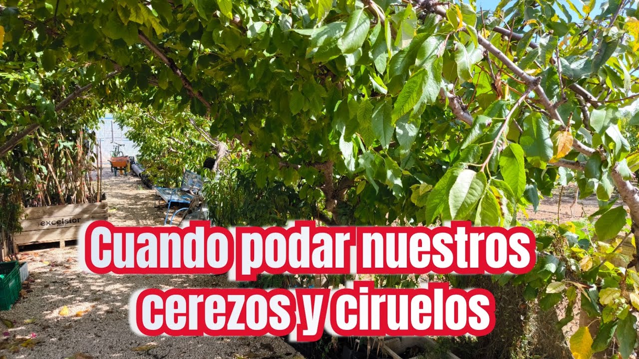 Cuando podar nuestros cerezos y ciruelos 