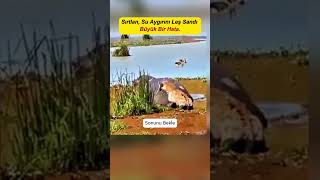 Sırtlan, Su Aygırını Leş Sandı Büyük Bir Hata Irtlan Irı