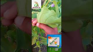 sucking pest control brinjal crop
