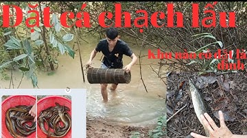 Đặt lợp cá chạch LẤU mùa nước nổi ll Dính toàn CHẠCH LẤU ll Zalo 0364117809