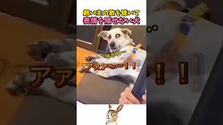 飼い主の歌を聴いて顔に出ちゃう犬www