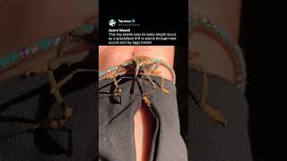 Download Lagu Nature’s most gifted beetle... 😳 MP3