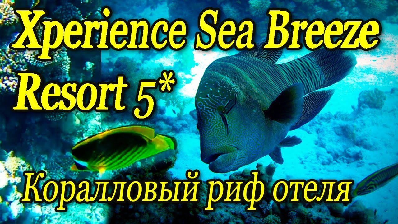 Xperience Sea Breeze Resort reef Экспириенс Си Бриз Резорт риф отеля