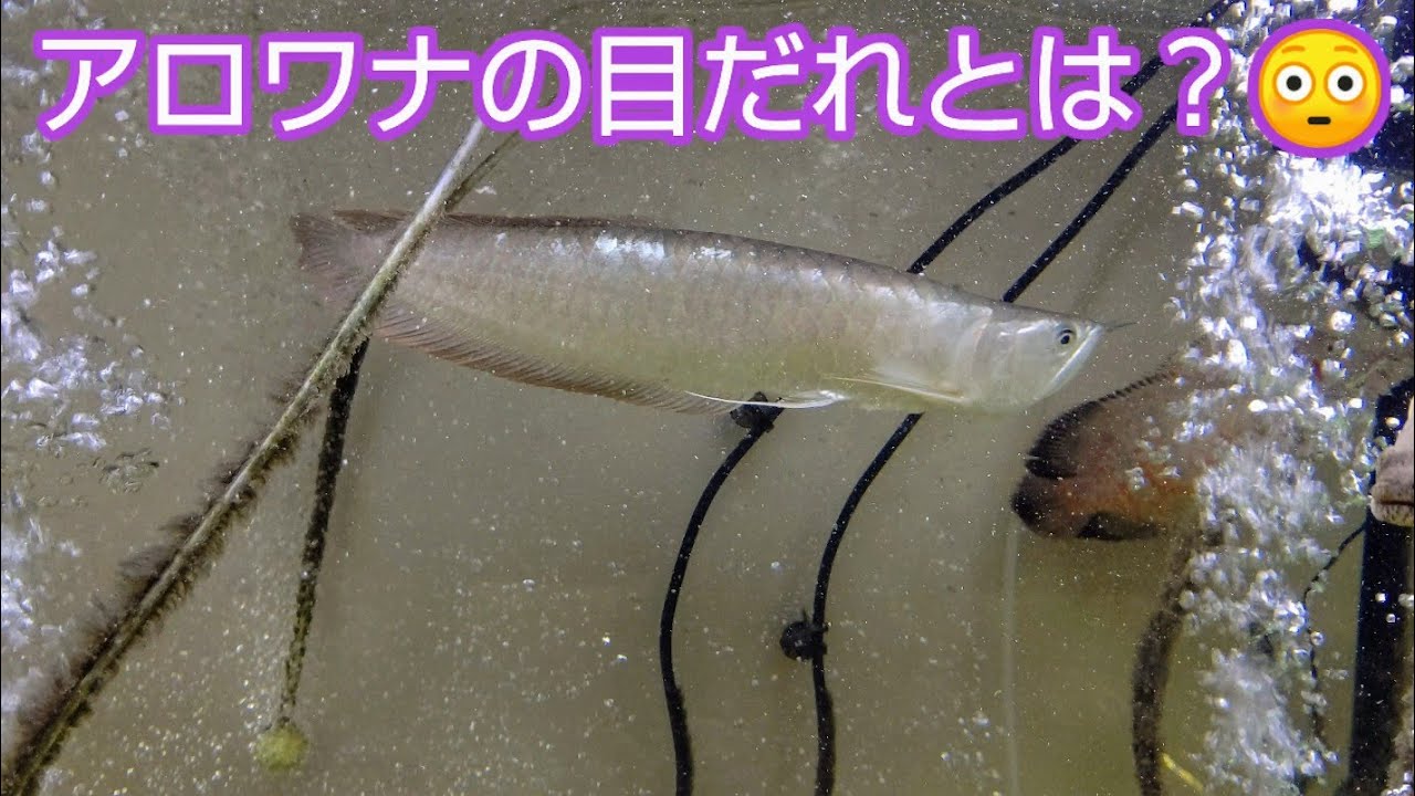 アロワナの目だれとは？😳 - YouTube