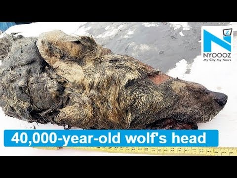 dire wolf size vs human 40,000-year-old wolf's head discovered in Siberia