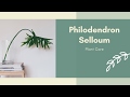 How To Care for Philodendron Selloum