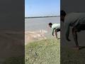 catch a bigfish by casnet fishing river Sundarban #deshivlog #bigfish #amazing #catchingfish