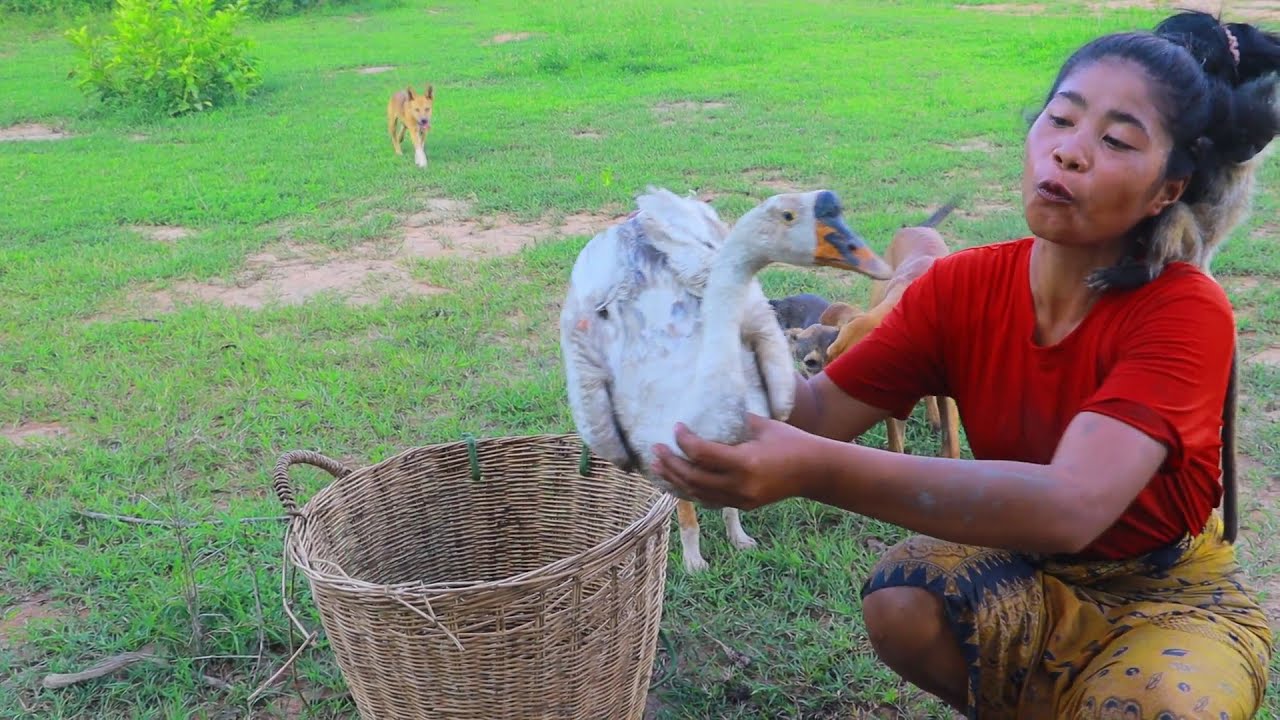 Catch Goose White For Food In Jungle - Cooking Goose For Dog Eat Delicious HD