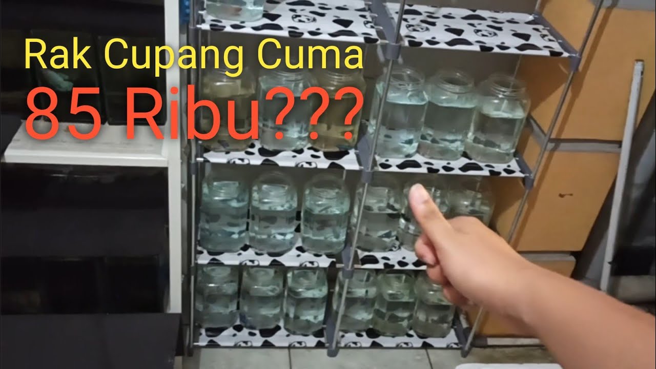  Rak Cupang Murah  cuma 85 ribu YouTube