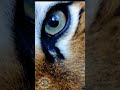 Eye To Eye With A Tiger 