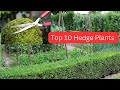 Top 10 Hedge used in Landscaping in India | tips and tricks for perfect hedging
