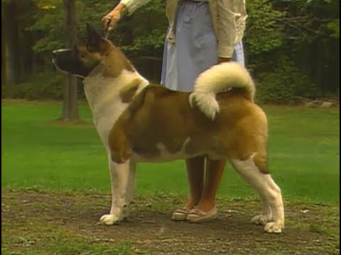 akc akita standard