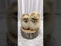 可愛すぎる😂