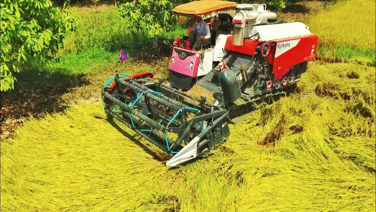 Skilled Combine Harvester Operator Working in Muddy Field | Rice Harvest Action
