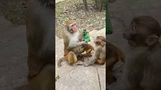 Awesome monkeys. Funny Monkey, Happy Baby Monkey. #22