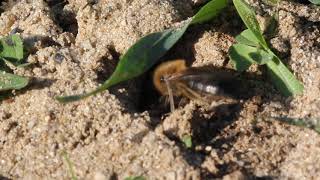 Земляная пчела роет нору в песке