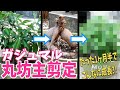 【観葉植物】ガジュマルの丸坊主？！植え替え後の経過報告あり！驚きの結果に！！