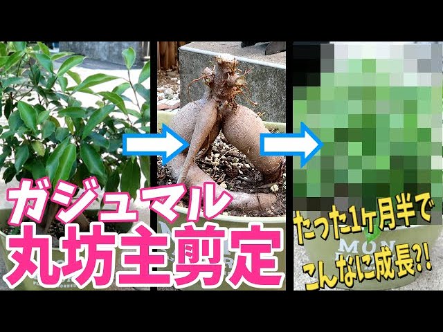 観葉植物 ガジュマルの丸坊主 植え替え後の経過報告あり 驚きの結果に Youtube