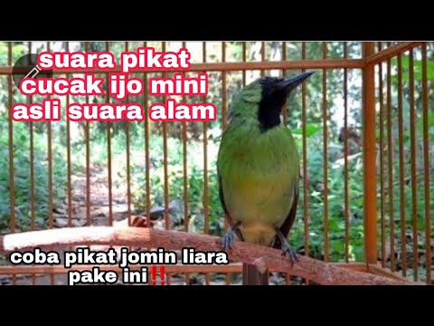 suara panggilan cucak ijo mini asli suara alam,ampuh untuk pikat