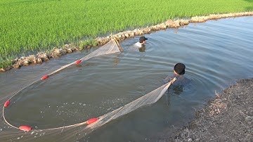 KÉO LƯỚI CÁ TRÊN CÁNH ĐỒNG LÚA RỘNG MÊNH MÔNG - TT769