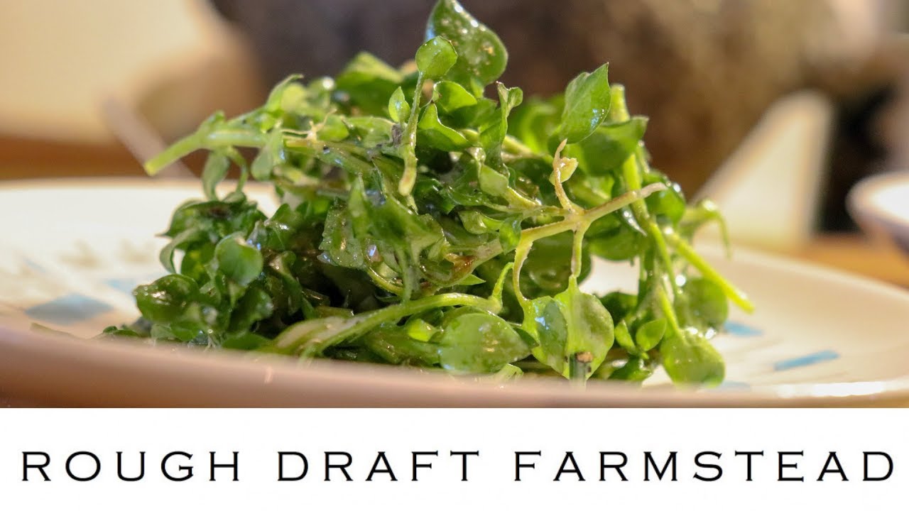 foraged food suppliers SIMPLE FORAGED SALAD FOR WINTER