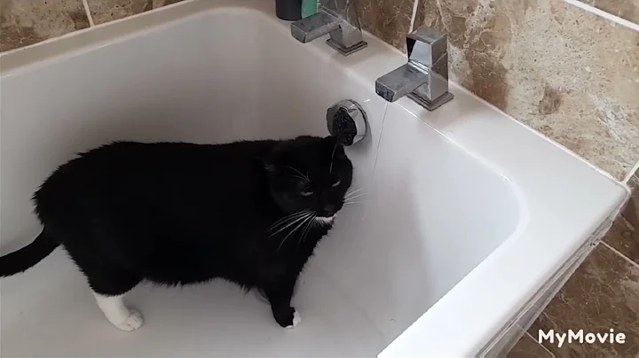 Video 861501: cat bath, drinking bath, enjoying bath